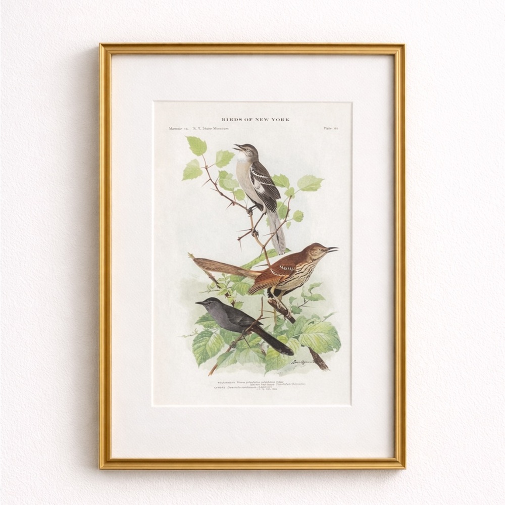 🖤5/$25 Antique Ornithological Bird Print Original catbird mocking birds